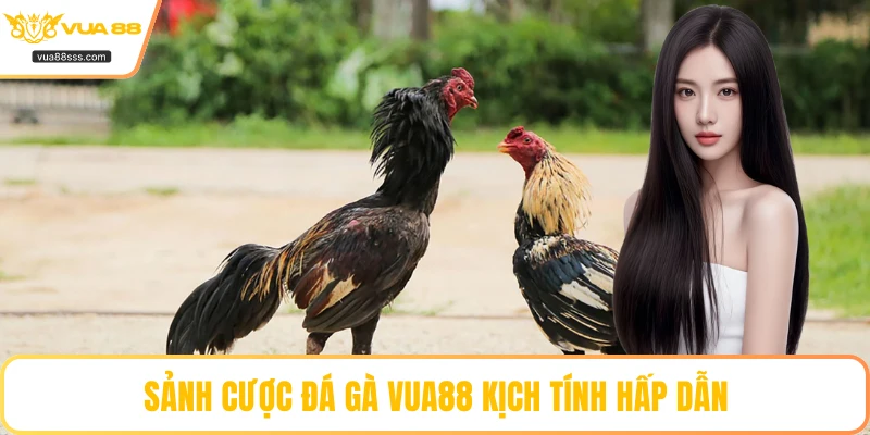 Sảnh cược đá gà VUA88 kịch tính hấp dẫn
